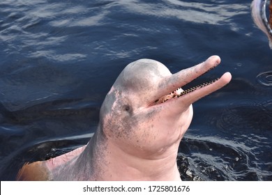 Red Dolphin In Amazonia, Brazil