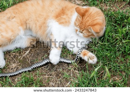 A red domestic cat has caught a snake and is playing with it on the lawn. Hunters of rodents and reptiles.