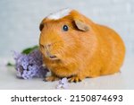The red domestic guinea pig Cavia porcellus, also known as cavy or domestic cavy