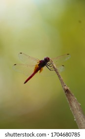 Red Dragon Fly Close Up