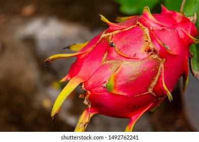 The Red Dragon Fruit Is Appetizing And Has The Added Benefit Of Being Polite.