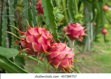 Red Dragon Fruit On Plant.