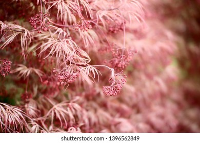 Red Dragon Japanese Maple. Perfect For Wallpaper Or Background.