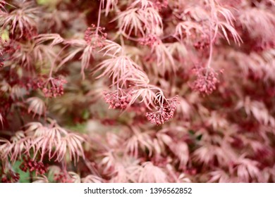 Red Dragon Japanese Maple. Perfect For Wallpaper Or Background.