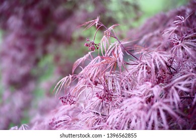 Red Dragon Japanese Maple. Perfect For Wallpaper Or Background.