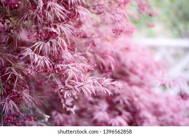 Red Dragon Japanese Maple. Perfect For Wallpaper Or Background.