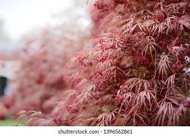 Red Dragon Japanese Maple. Perfect For Wallpaper Or Background.