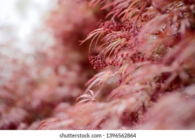 Red Dragon Japanese Maple. Perfect For Wallpaper Or Background.