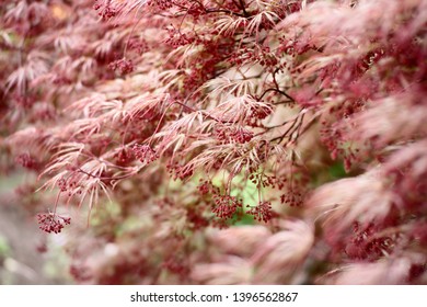 Red Dragon Japanese Maple. Perfect For Wallpaper Or Background.