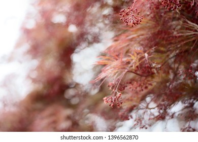 Red Dragon Japanese Maple. Perfect For Wallpaper Or Background.