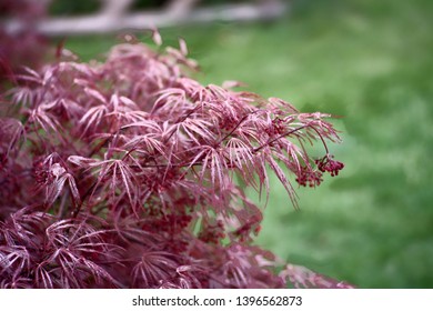 Red Dragon Japanese Maple. Perfect For Wallpaper Or Background.