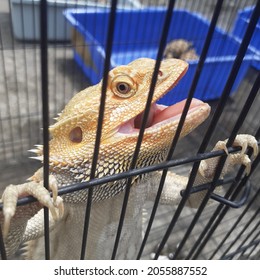 red dragon lizard in a cage drying in the sun