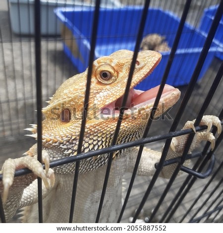 red dragon lizard in a cage drying in the sun