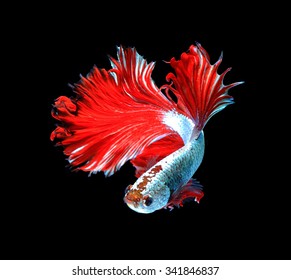 Red dragon siamese fighting fish, betta fish isolated on black background.