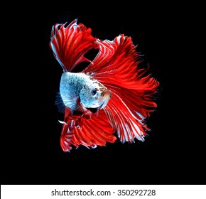 Red dragon siamese fighting fish, betta fish isolated on black background.