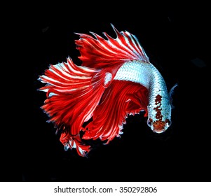 Red dragon siamese fighting fish, betta fish isolated on black background.
