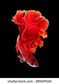 Red dragon siamese fighting fish, betta fish isolated on black background.