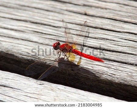 Red dragonflies, also known as Scarlet Percher dragonflies, or Jarloomboo to the Gooniyandi, announce the start of Moonnggoowarla the dry season and cold weather time usually autumn in  west Australia