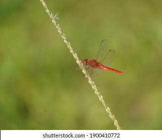red dragonflly on tge grass flower