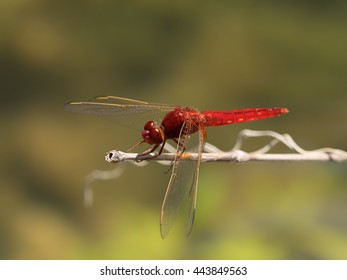 Red Dragonfly