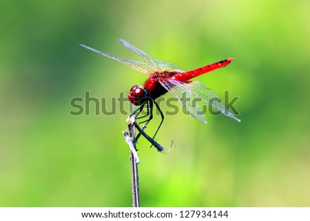 	Red Dragonfly