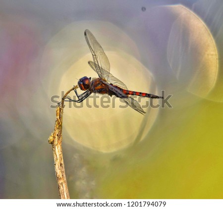 Similar – Hoverfly kisses blossom