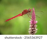 The red dragonfly (Crocothemis erythraea) is a species of dragonfly in the family Libellulidae.