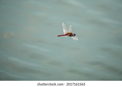 red dragonfly is flying above the lake, phot took in Hengqin wetlands park, Zhuhai city, China.