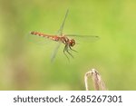 A red dragonfly flying in the fields