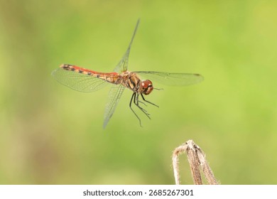 A red dragonfly flying in the fields