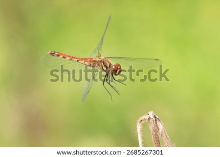 A red dragonfly flying in the fields