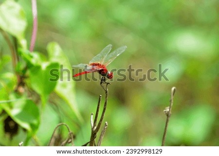 Red Dragonfly , Greater Crimson Glider,Urothemis signata