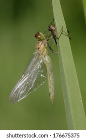 Red Dragonfly - hatching