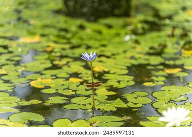 Red Dragonfly insect resting on the stem purple lily flower  - Powered by Shutterstock