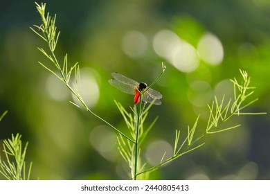 red dragonfly ladybug on a green grass	 - Powered by Shutterstock