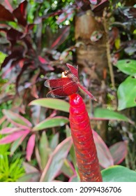 A Red Dragonfly Lands On A Fiery Red Flower