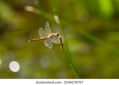 red dragonfly on a flower, dragongly on a blade of grass, odonata with green background, bokeh bubbles and green surroundings, orange Sympetrum
 - Powered by Shutterstock