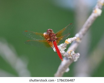 Red dragonfly perched on a branch