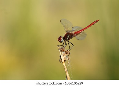 red dragonfly perched on a branch with green background