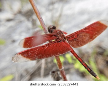 the red Dragonfly. a red dragonfly perched on a dry tree branch. Neurothemis terminata - Powered by Shutterstock