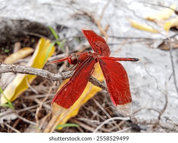 the red Dragonfly. a red dragonfly perched on a dry tree branch. Neurothemis terminata - Powered by Shutterstock