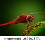 Red dragonfly perched on a leaf, macro photo with blurry background