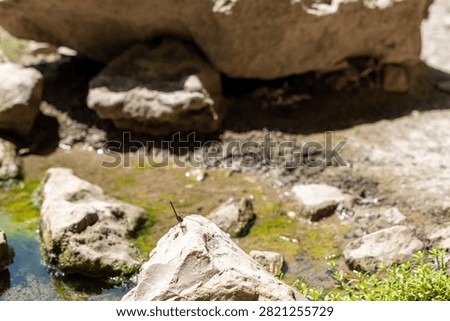 Red dragonfly perched on a limestone rock beside a freshwater stream on Socotra Island, Yemen.