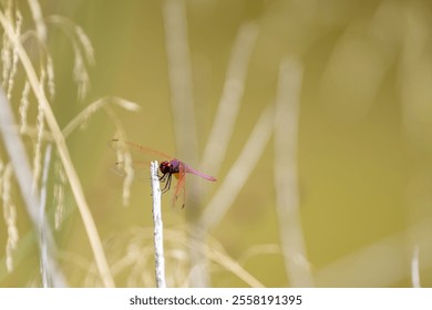 A red dragonfly perched on a rock under sunlight, showcasing its vibrant color against a blurred natural background. - Powered by Shutterstock