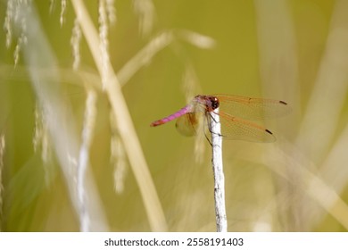 A red dragonfly perched on a rock under sunlight, showcasing its vibrant color against a blurred natural background. - Powered by Shutterstock