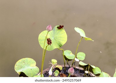 A Red dragonfly is perching on one of the lotus leaf with a background on the pond - Powered by Shutterstock