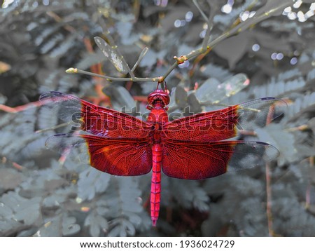 a red dragonfly perching on a tree branch