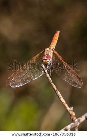 Foto Bild Eine Libelle im Sonnenuntergang fotografiert.