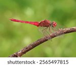 The red dragonfly or reddish marsh dragonfly ,Crocothemis servilia ,is a species of dragonfly in the family Libellulidae , native to eastern and southeastern Asia.