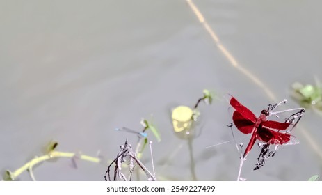 A red dragonfly sits on a flower in a pond. The pond is surrounded by plants and the dragonfly is the only insect visible - Powered by Shutterstock